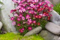 Red spring flowers of saxifraga Ãâ arendsii blooming in rock garden, close up